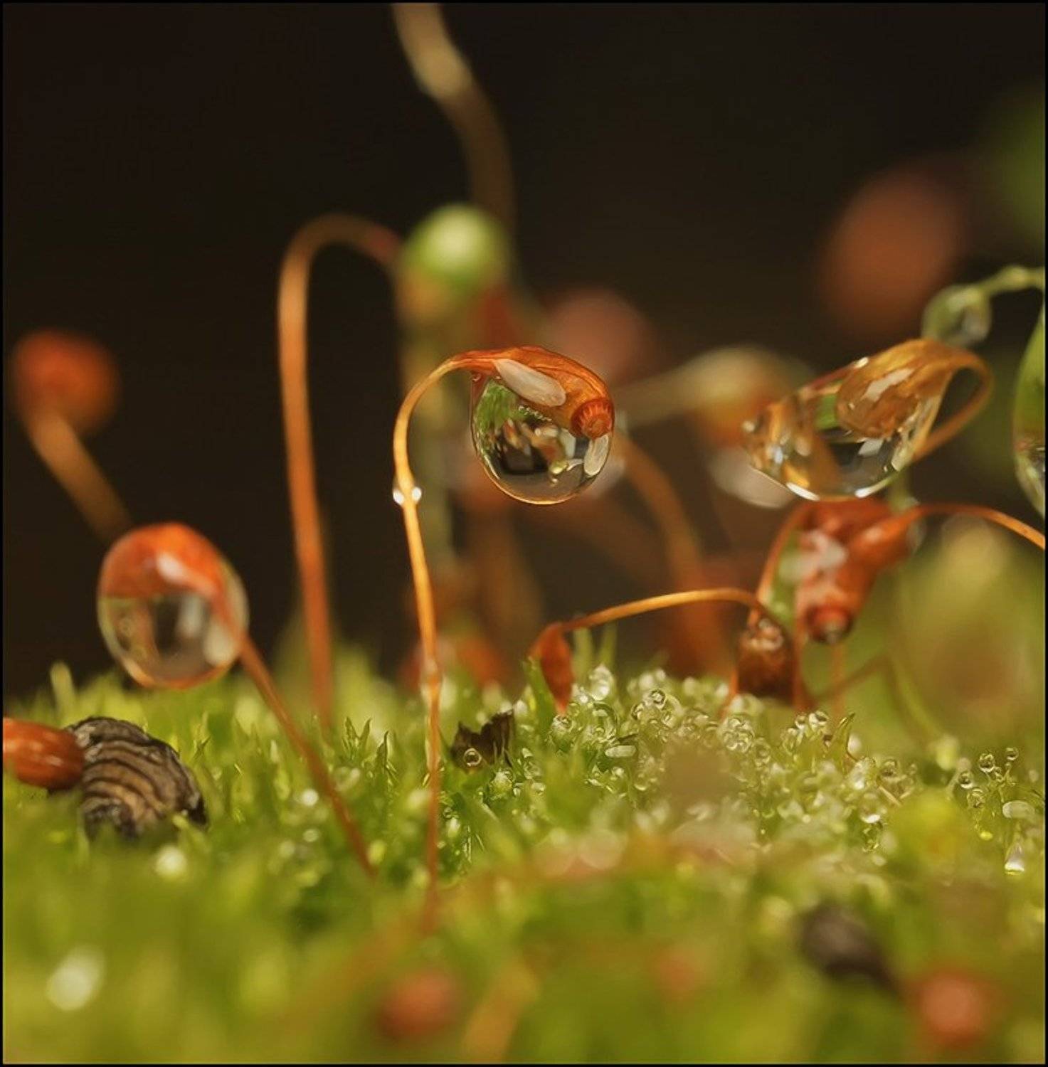 , Андрей Осокин