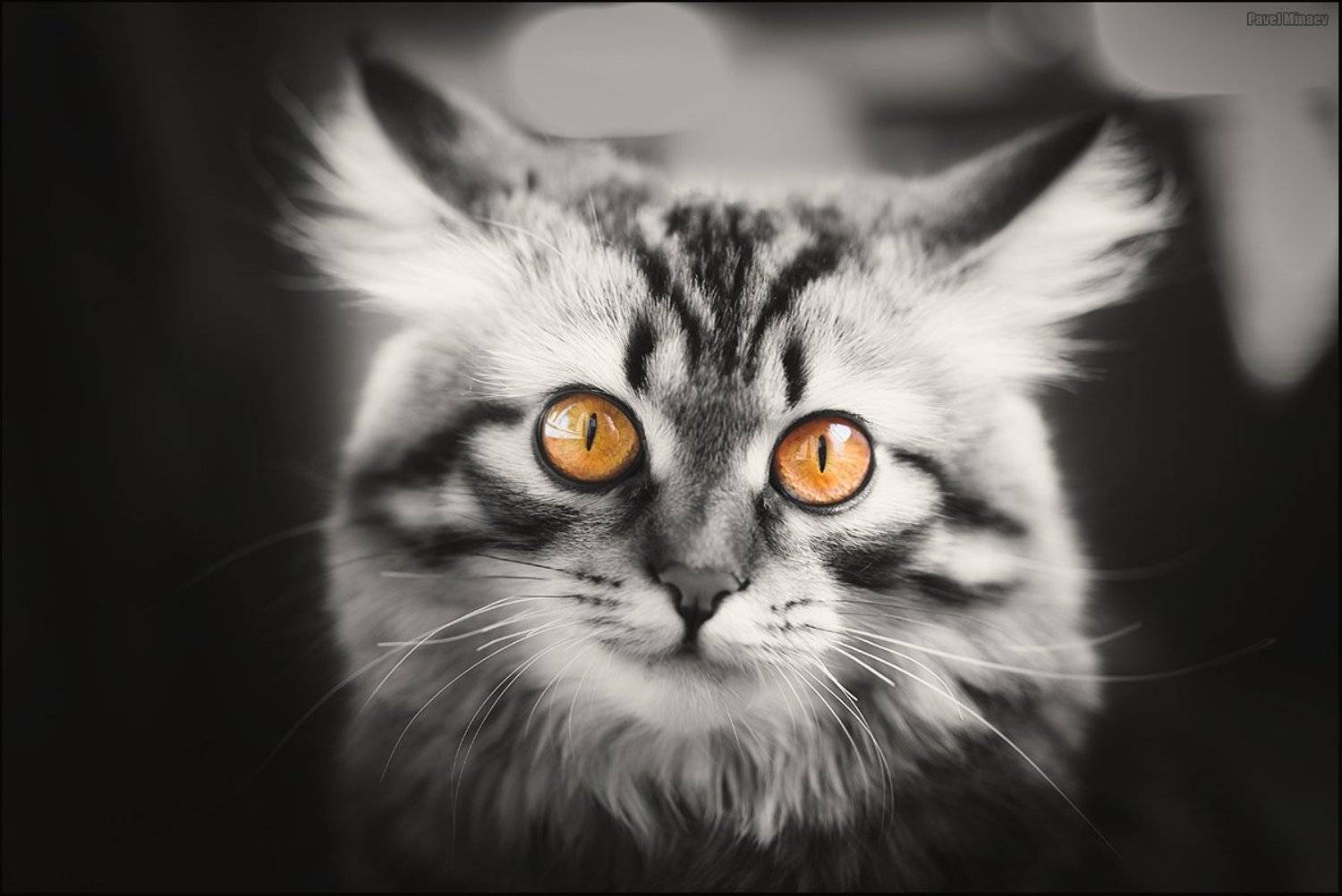 , Минаев Павел