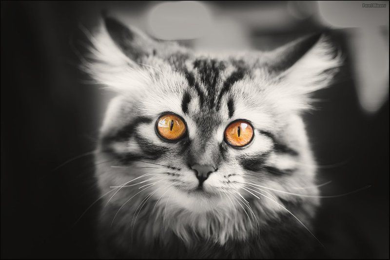 Янтарный взгляд фото превью