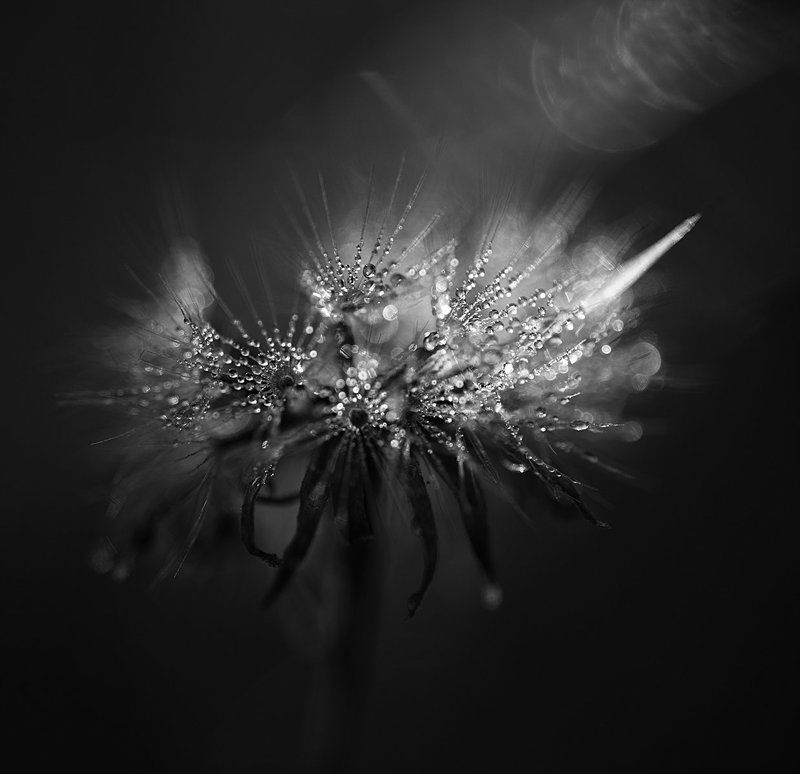 гелиос Meditation фото превью