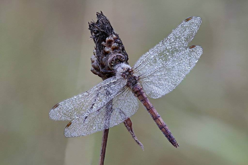 , Сергей Таланов