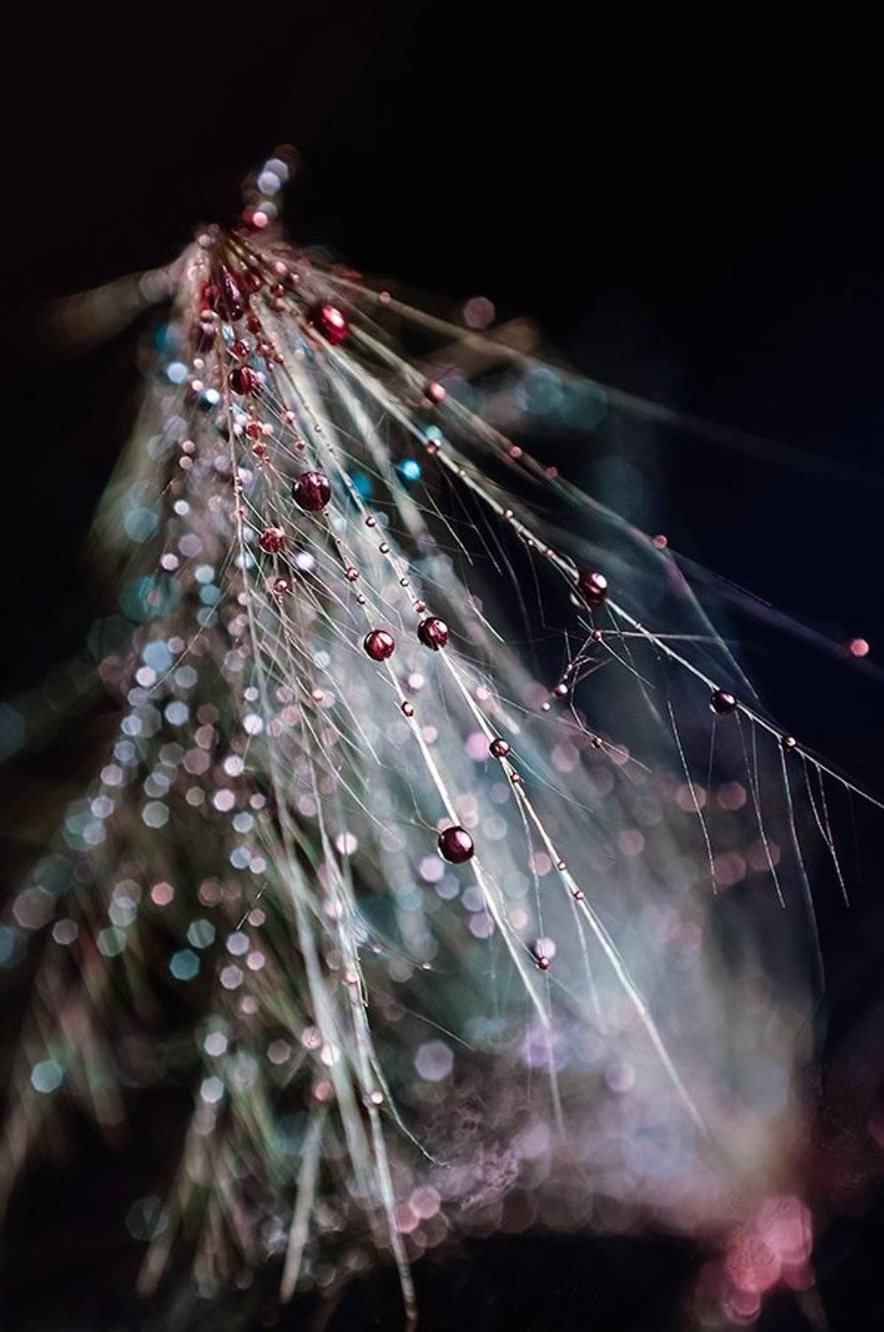 , Ивелина Благоева