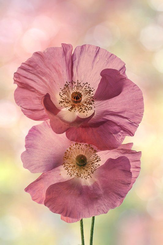 Декоративные маки, Лето, Природа, Флора, Цветы Pas de deux.... из минувшего  лета... фото превью