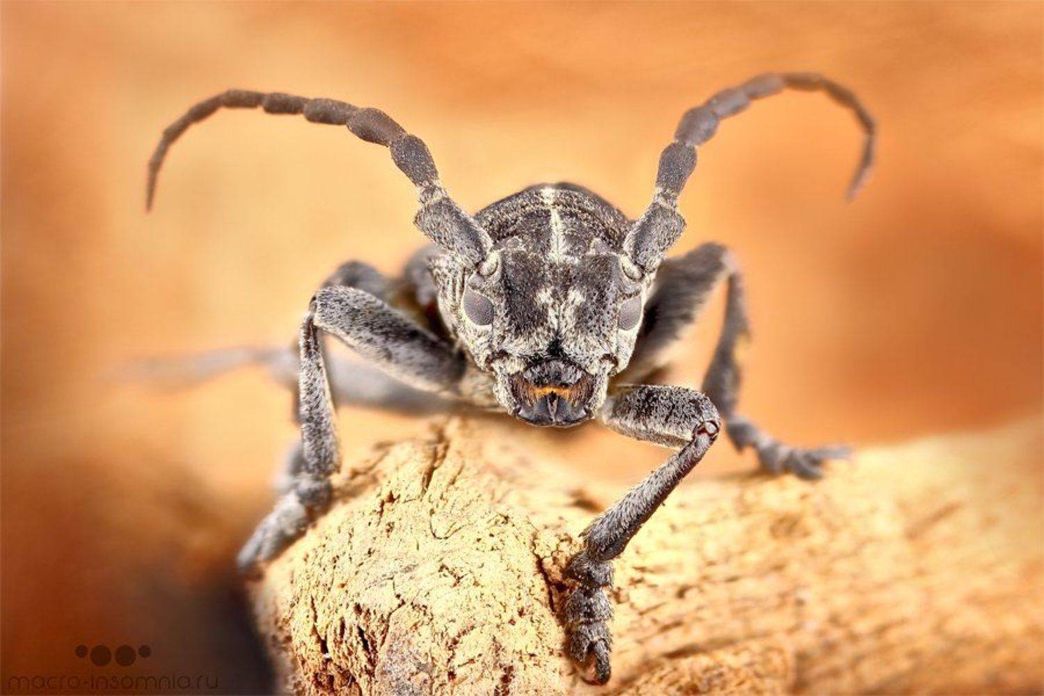 жук,усач, жук-усач, природа,макро,дерево,насекомые,стекинг, Kirill Krivosheew