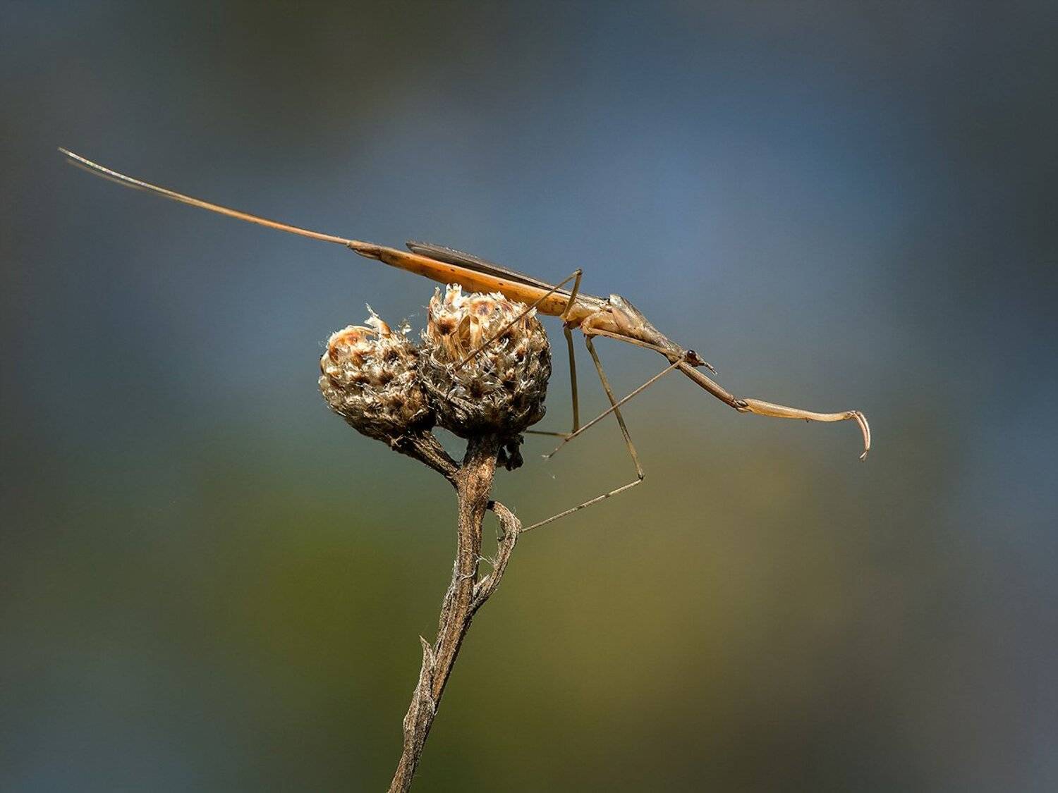 , Валерий Субачев