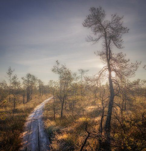 Тропинка к свету