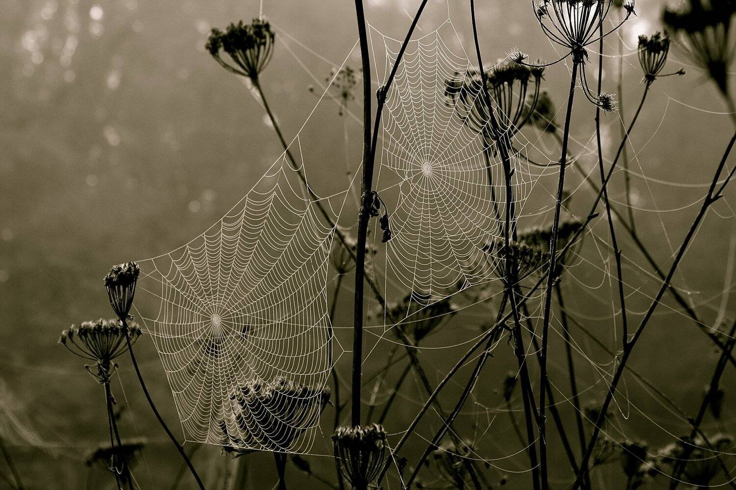 , Никифоров Егор