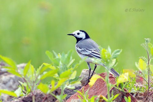 White Wagtail, Белая трясогузка - Motacilla alba