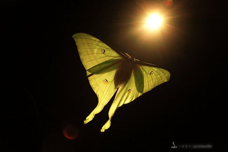 Большой зеленый хвост моли фото превью