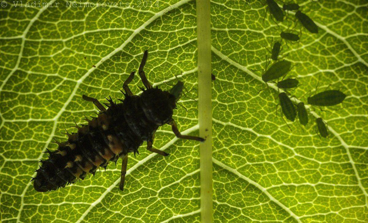 Harmonia axyridis, Harmonia axyridis личинка, Krasnodar territory, Myzodes persicae, Norh-western caucasus, Божья коровка, Божья коровка Harmonia axyridis, Краснодарский край, Персиковая тля, Пос. Ильский, Северо-западный кавказ, Владимир Нейморовец