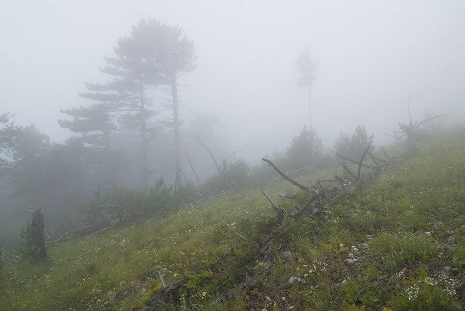 , Саша  Вайсберг / Waldschnepfe /