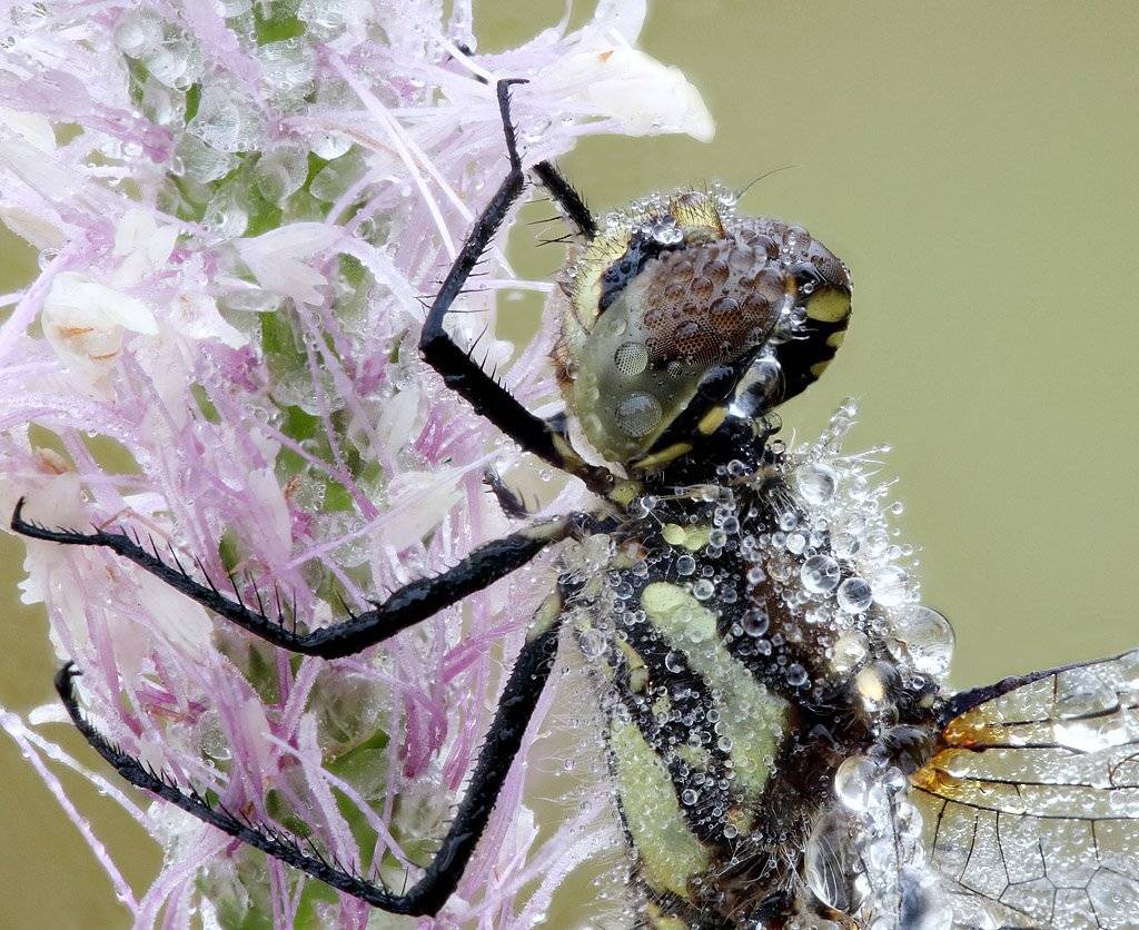 , Сергей Таланов