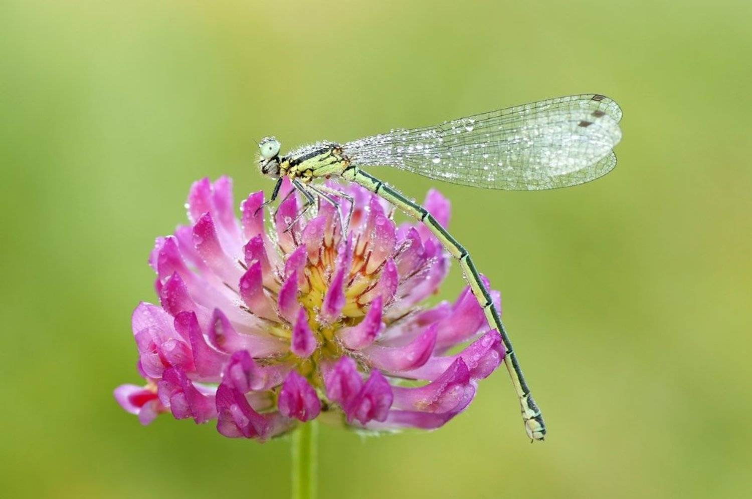 , Zbyszek  Walkiewicz