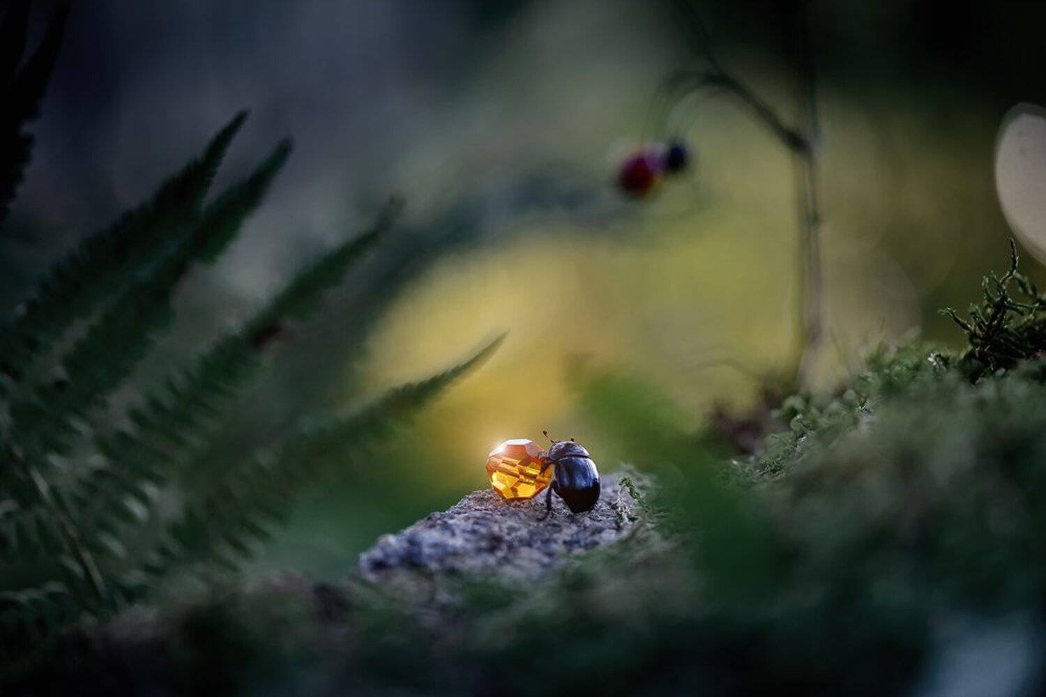 Коростышев, Макро, Макро красота, Макро мир, Макро фото, Александр Чорный