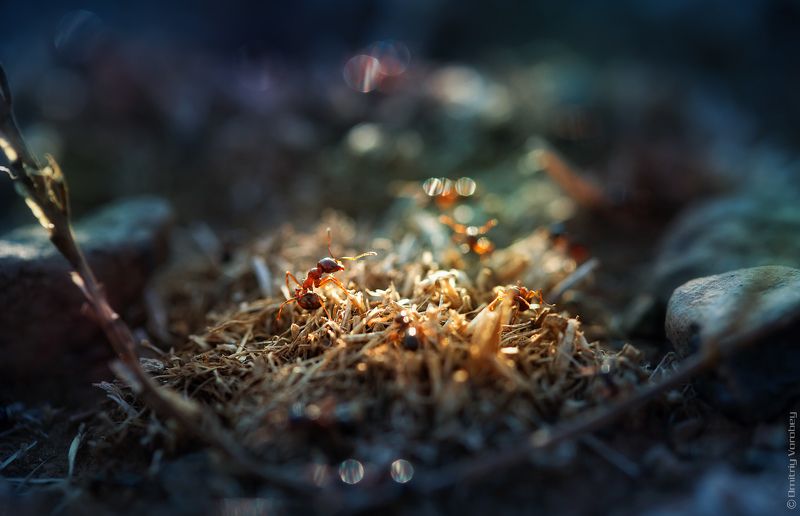 Мелкий житель фото превью