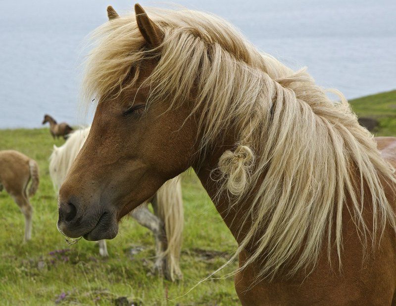 коняшки фото превью