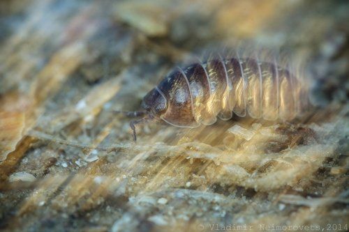Armadillidium vulgare Latreille, 1804