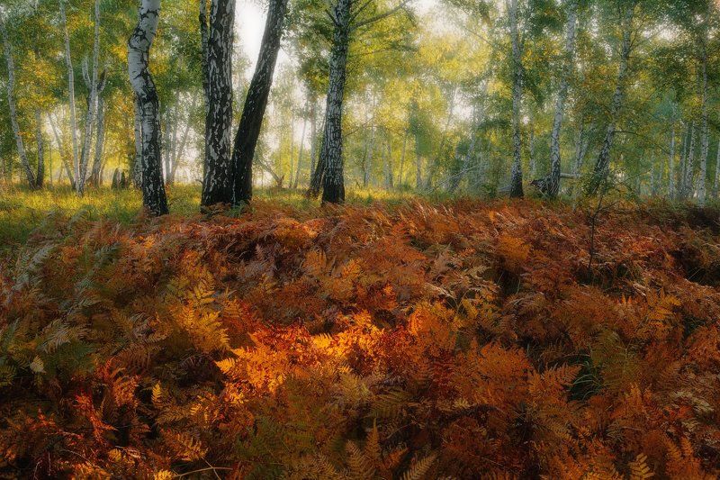 Лесной ковер фото превью