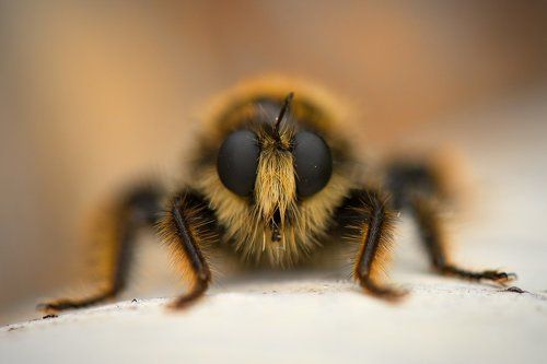 Смотри мне в глаза