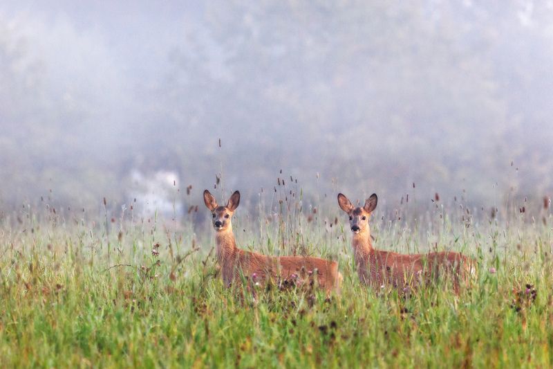Четыре чутких уха и четыре зорких глаза. фото превью