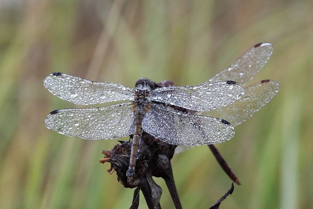 , Сергей Таланов