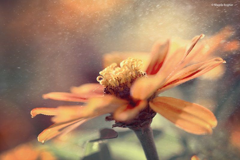 Sunset Flower фото превью