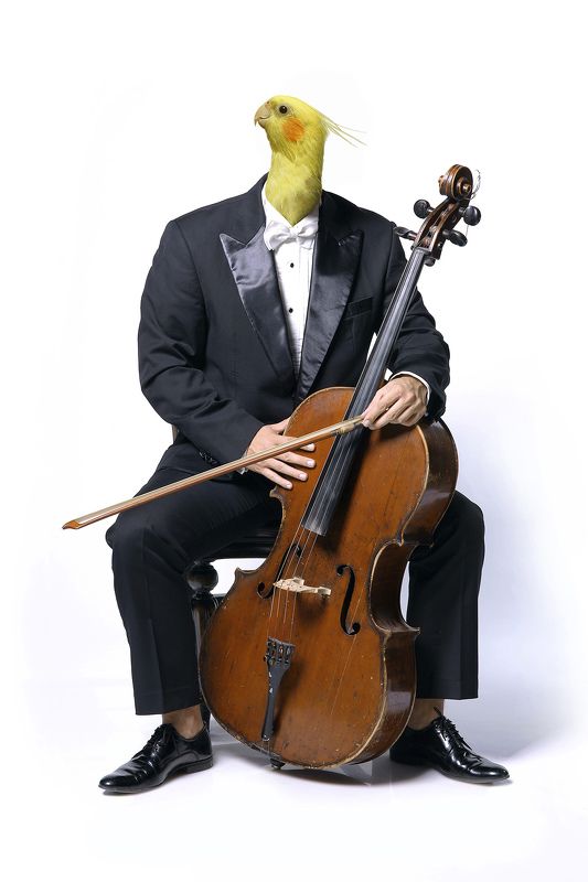 Musician... фото превью