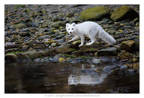 Песец подкрался незаметно...
