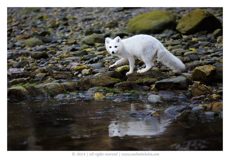 Песец подкрался незаметно... фото превью