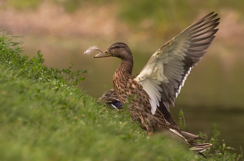 ПрА пЕрышко... фото превью