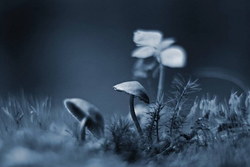 , Franti&scaron;ek Uhler