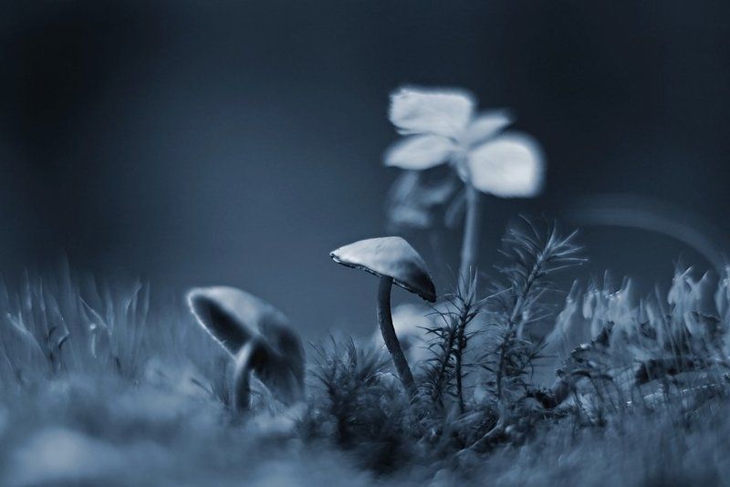 Mushrooms фото превью