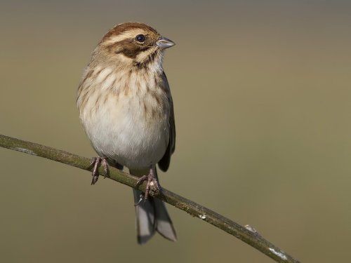 Reed bunting.