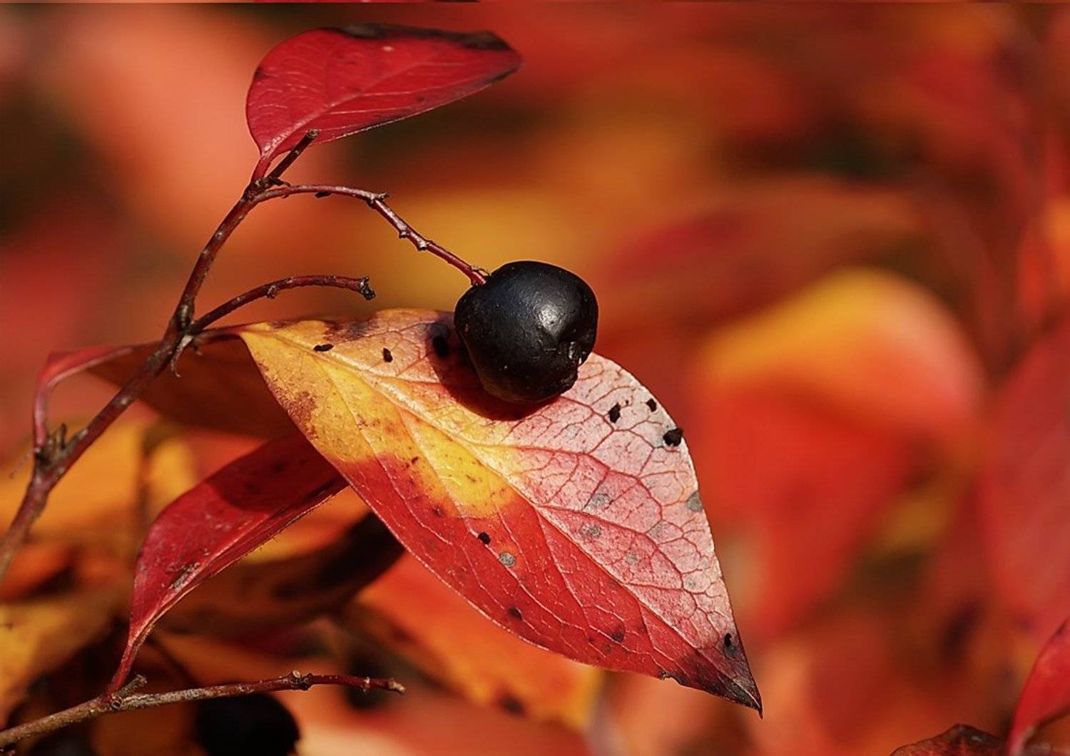 , Валерия Струнникова