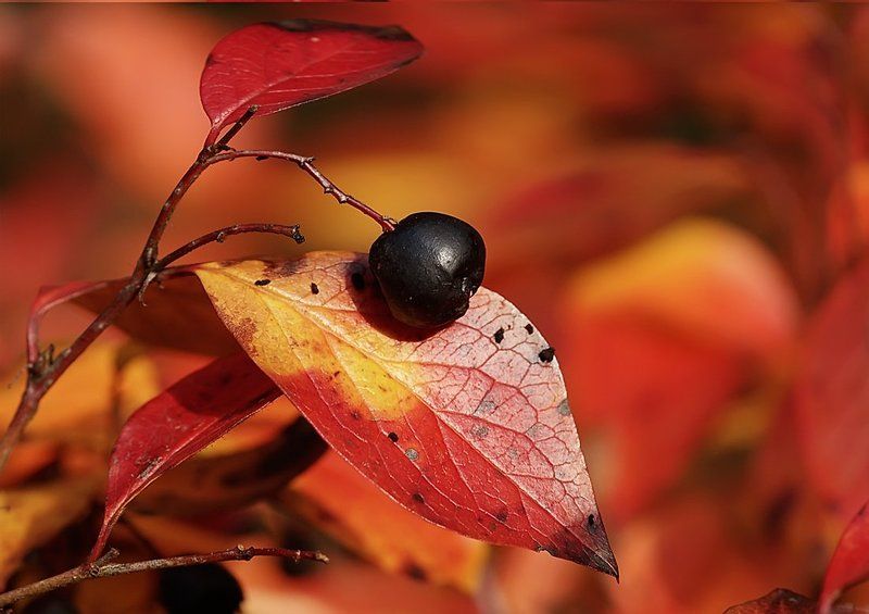 *** фото превью