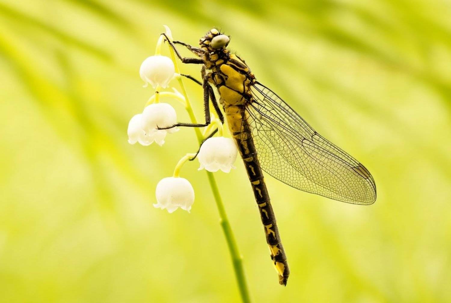 , Zbyszek  Walkiewicz