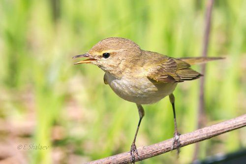 Common Chiffchaff, пеночка теньковка - 	Phylloscopus collybita