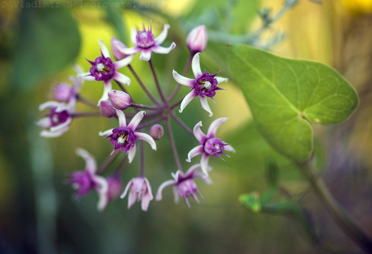 Cynanchum acutum, Krasnodar territory, Norh-Western Caucasus, Благовещенская, Владимир Нейморовец
