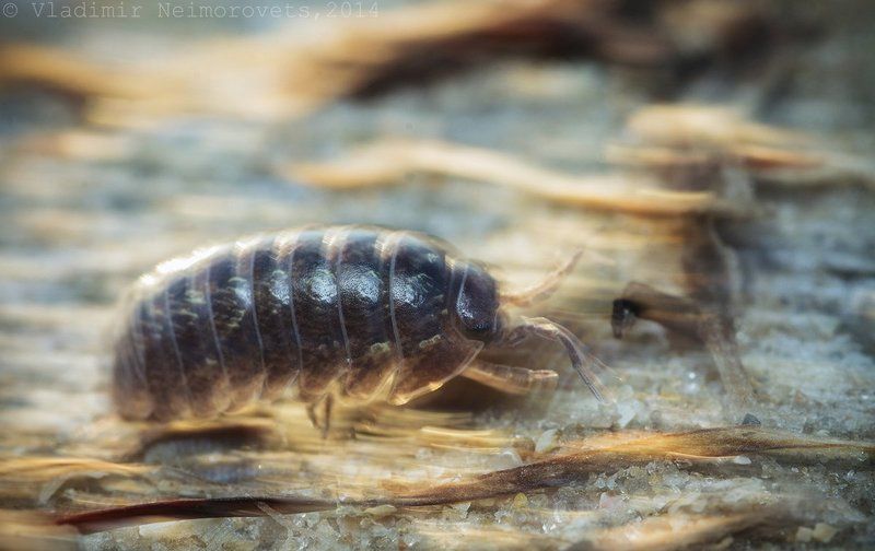 Armadillidium vulgare, Krasnodar territory, Norh-Western Caucasus, Благовещенская, Мокрица, Мокрица-броненосец обыкновенная Armadillidium vulgare Latreille, 1804 фото превью