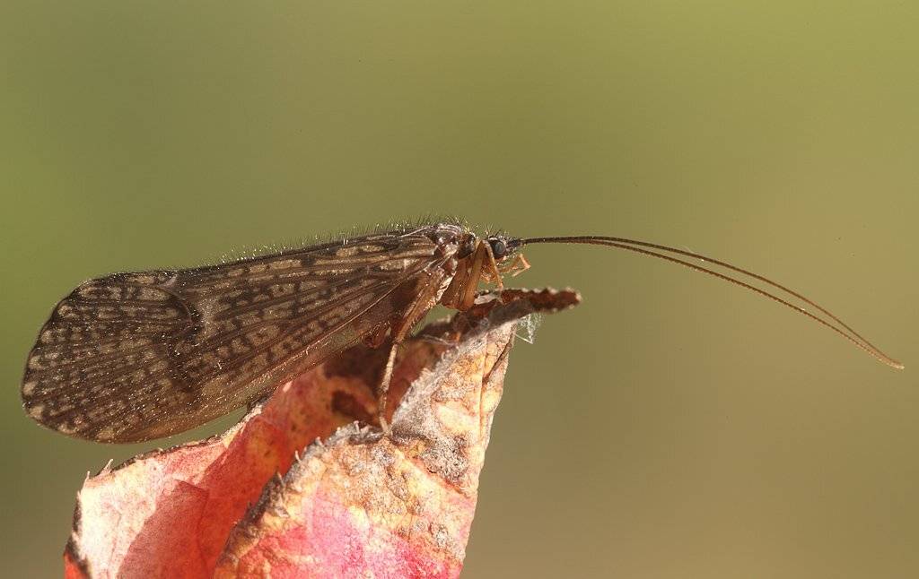 , Сергей Таланов