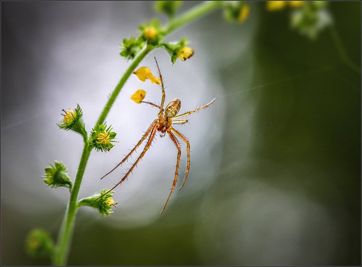 Макро, Макро красота, Макро мир, Макро фото, Александр Чорный