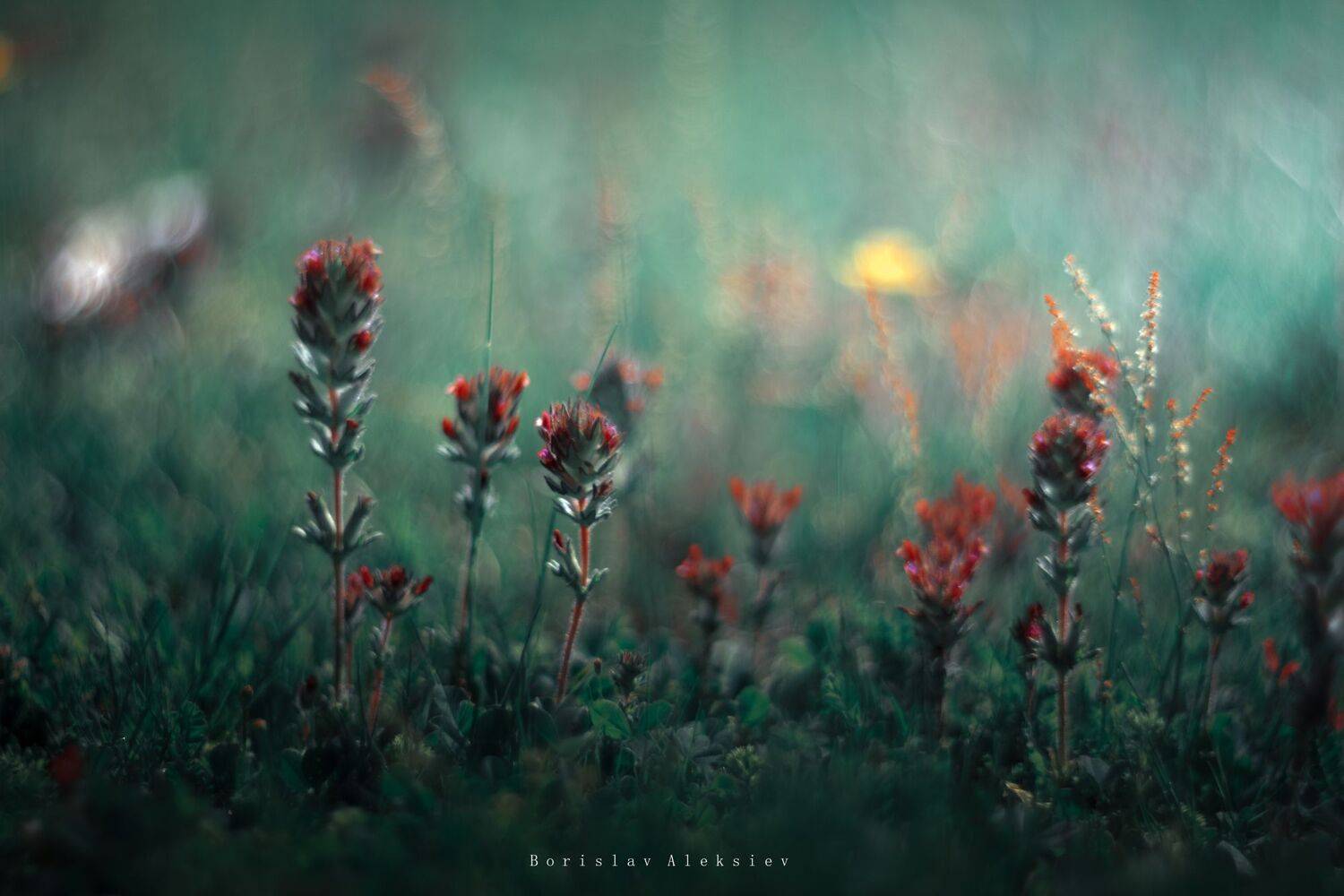 flowers,green,red,nature,light,exterior,fujifilm,zenit,helios,bokeh, Борислав Алексиев