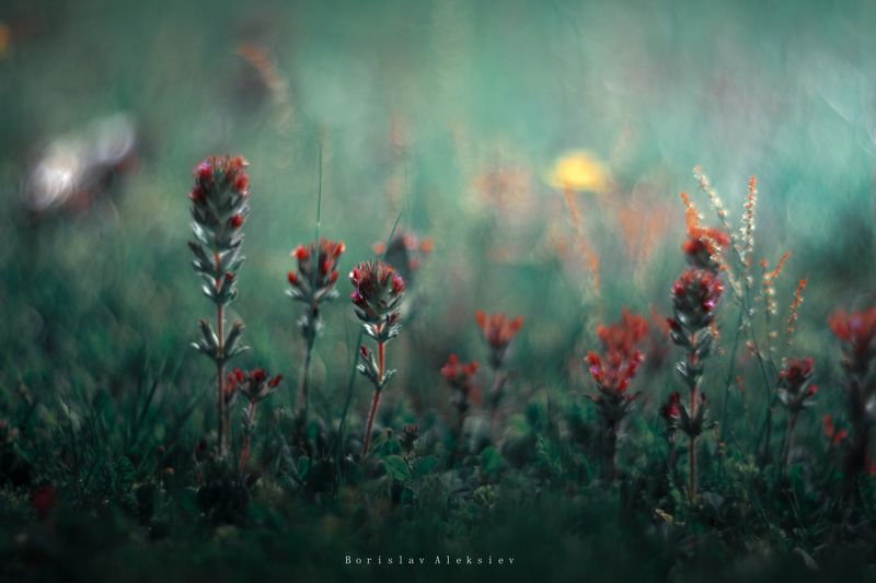 Green фото превью