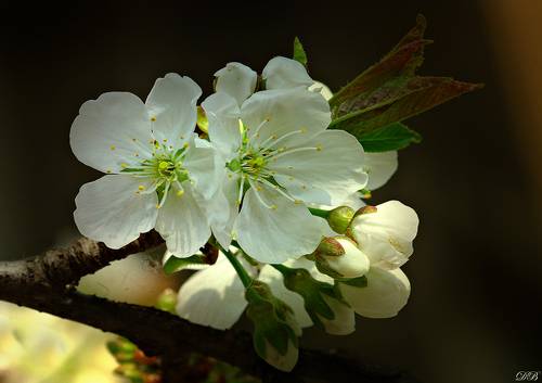 Cherry Blossoms