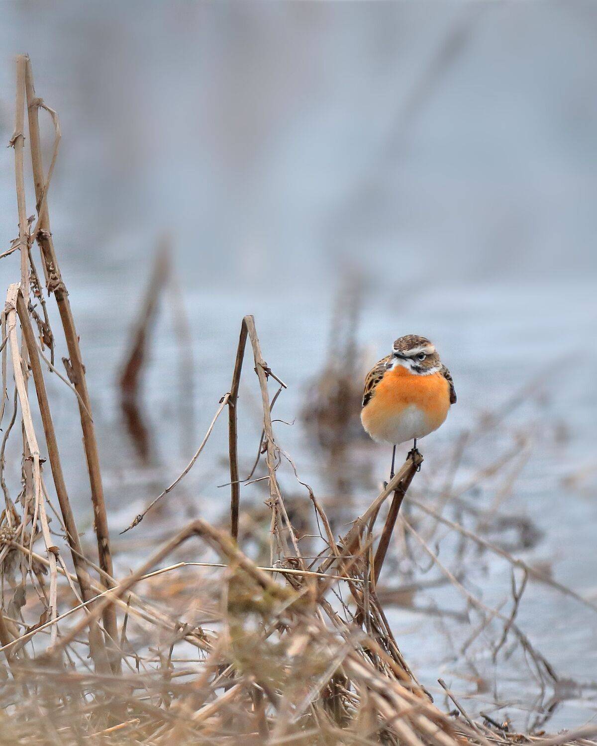 природа, птицы, чекан, фотоохота, луговой, весна, север, Титов Александр