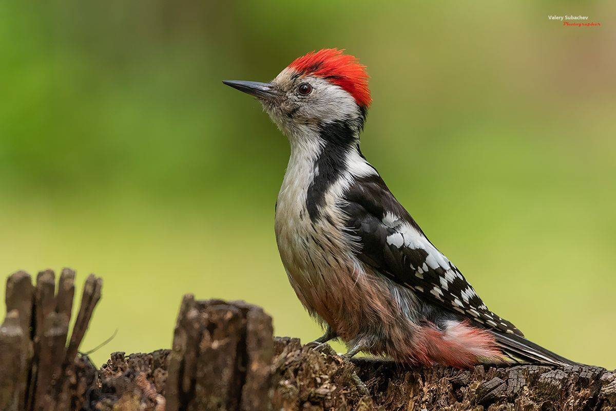 , Валерий Субачев