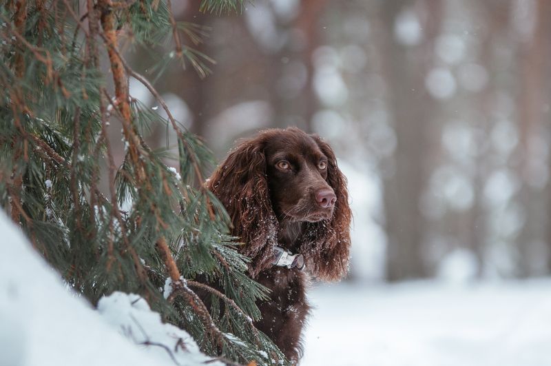 Айти фото превью