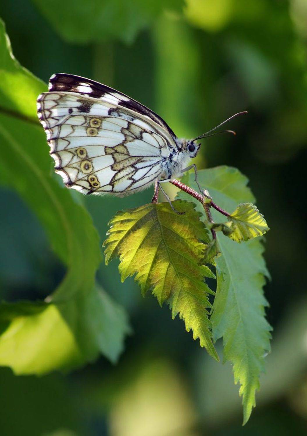 , Чепленко Алексей