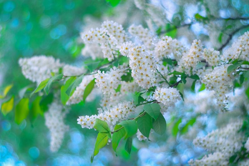 И думаешь ты, что прекраснее нет, Чем лес заколдованный этот... фото превью