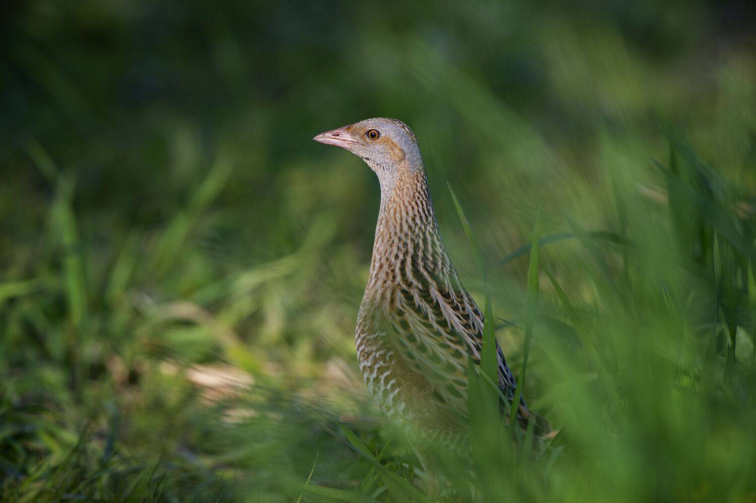, Юрий Кулаков